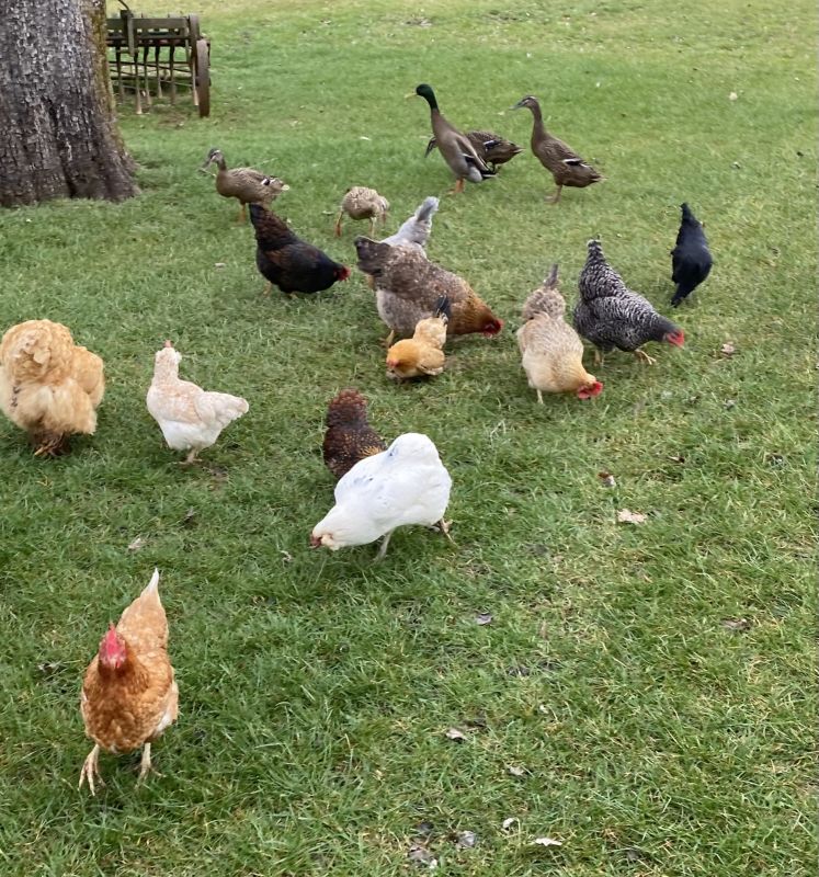 Hühner und Enten sind im Lebenshof eingezogen.
