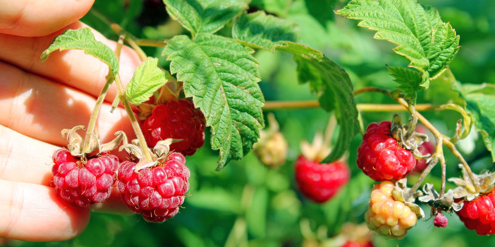 Eine Hand pflückt Himbeeren